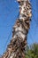 Torn and peeling bark on a river birch tree