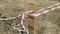 torn red and white warning tape tied to a wooden support flies in the wind.