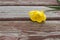 Torn yellow tulip lying on a shabby wood plank