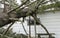 Tornado Damage with a pine tree on a house