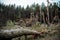 Tornado storm damage. Fallen pine trees in forest after storm. Uprooted trees fallen down in woodland due to wind storms