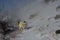 Tornjak, Croatian shepherd dog in the snow storm