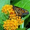 Toronto High Park Monarch Butterfly 2017