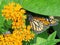 Toronto High Park Monarch Butterfly and bee on a flower 2017