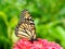 Toronto High Park monarch on red flower 2015