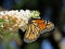 Toronto High Park Monarch on a white flower 2017