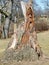 Toronto High Park old men tree carving March 2010