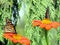 Toronto Lake Monarch Butterflies on Mexican Sunflowers 2016