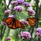 Toronto Lake Monarch butterflies on the verbena flower 2017