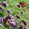 Toronto Lake Monarch butterflies on verbena flower 2017