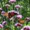 Toronto Lake Monarch butterflies on the verbena flowers 2017