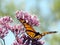 Toronto Lake Monarch on the Eupatorium cannabinum flower 2017