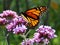 Toronto Lake Monarch on a verbena flower 2017