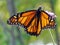 Toronto Lake Monarch on the verbena flower 2017