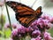 Toronto Lake Monarch on verbena flower 2017