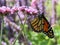 Toronto Lake Monarch on verbena flowers 2017