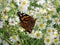 Toronto Lake Red Admiral Butterfly on a flower 2017