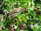 Toronto Lake sparrow 2016