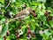 Toronto Lake sparrow consuming berries 2016