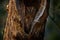 Torotoroka scops owl, Otus madagascariensis, Kirindy Forest, rare endemic bird in tree hole nest. Wild owl in Madagascar in