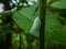 Torpedo bug on a plant, siphanta Acuta, plant hopper