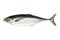 Torpedo scad (Finny scad, Finletted mackerel scad) isolated on