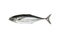 torpedo scad (Finny scad, Finletted mackerel scad) isolated on