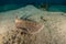 Torpedo sinuspersici On the seabed in the Red Sea