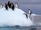 Torpedoing Gentoo Penguin