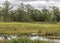 Torrance Barrens wetlands conservation Area in muskoka