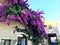 Torre di Palme town in Marche region, Italy. Purple bougainville, blue sky and ancient buildings