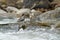 Torrent duck, Merganetta armata, pair of bird with young in mountain river with stone. Rare duck from Ecuador. Wildlife scene from