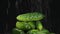 Torrential rain shower fall on a spinning pile of ripe organic cucumbers. Whole rotating vegetables. Isolated