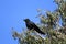 Torresian crow