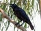 Torresian Crow in Queensland Australia