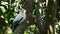 torresian imperial pigeon perched in a tree