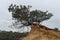 Torrey Pine (Pinus torreyana) Southern California