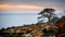 Torrey Pine tree against the sea