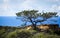 The torrey pine tree San Diego