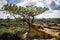 The torrey pine tree San Diego