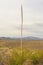 Torrey Yucca against a Desert Background