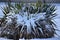 Torrey Yucca covered in Snow