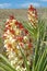 Torrey Yucca - Desert Plant in Full Bloom