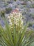 Torrey Yucca Plant In Bloom