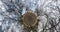 Torsion and rotation of tiny planet with crooked tree branches in the gray sky, a looping video