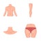 Torso, leg, neck and buttocks. Body parts set collection icons in cartoon style vector symbol stock illustration web.
