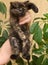 Tortie color fluffy kitten in hands