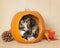 Tortie Kitten inside orange pumpkin playing with thanksgiving   decorations