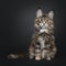 Tortie Maine Coon cat kitten on black