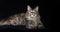 Tortie Maine Coon Domestic Cat, Female laying against Black Background, Normandy in France, Slow motion